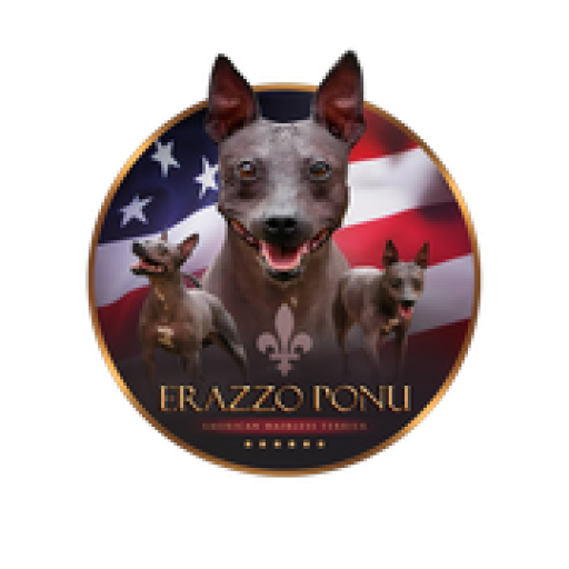 American Hairless Terrier, Terrier nus américain