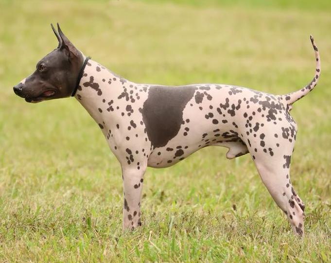 American Hairless Terrier, Terrier nus Américain